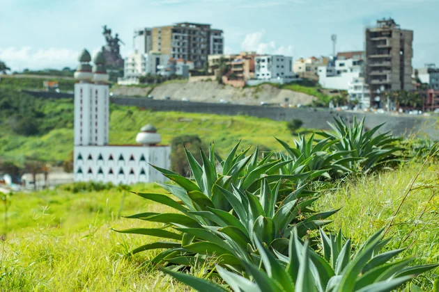 Une rangée d'agaves vertes au premier plan, avec une mosquée blanche et des bâtiments urbains en arrière-plan sous un ciel clair.