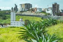 Une rangée d'agaves vertes au premier plan, avec une mosquée blanche et des bâtiments urbains en arrière-plan sous un ciel clair.
