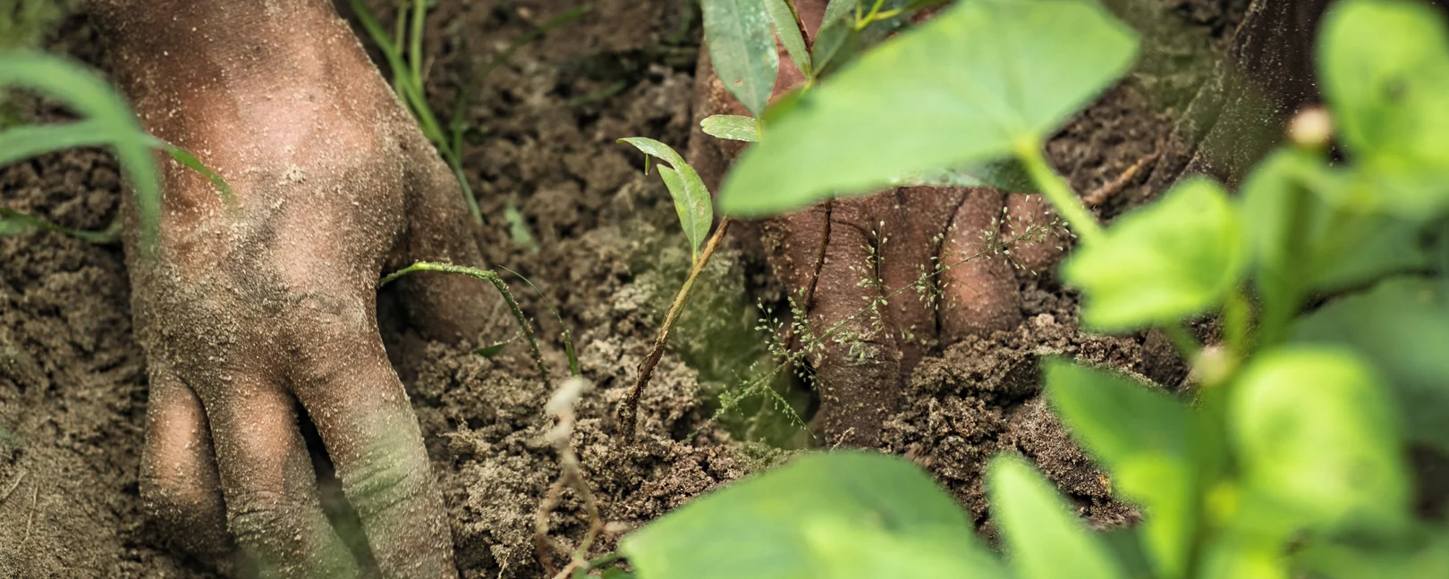 Gros plan de mains terreuses plantant une jeune pousse dans le sol, entourée de végétation verte.