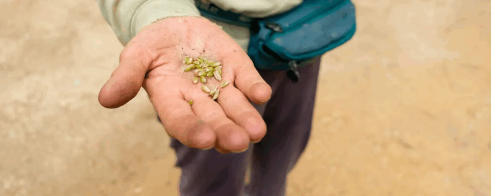 Wheat kernals on a palm