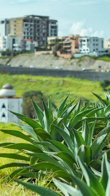 Une rangée d'agaves vertes au premier plan, avec une mosquée blanche et des bâtiments urbains en arrière-plan sous un ciel clair.