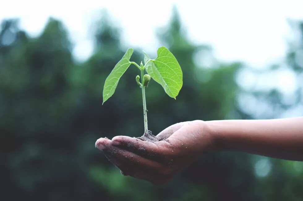 personne tenant une plante verte