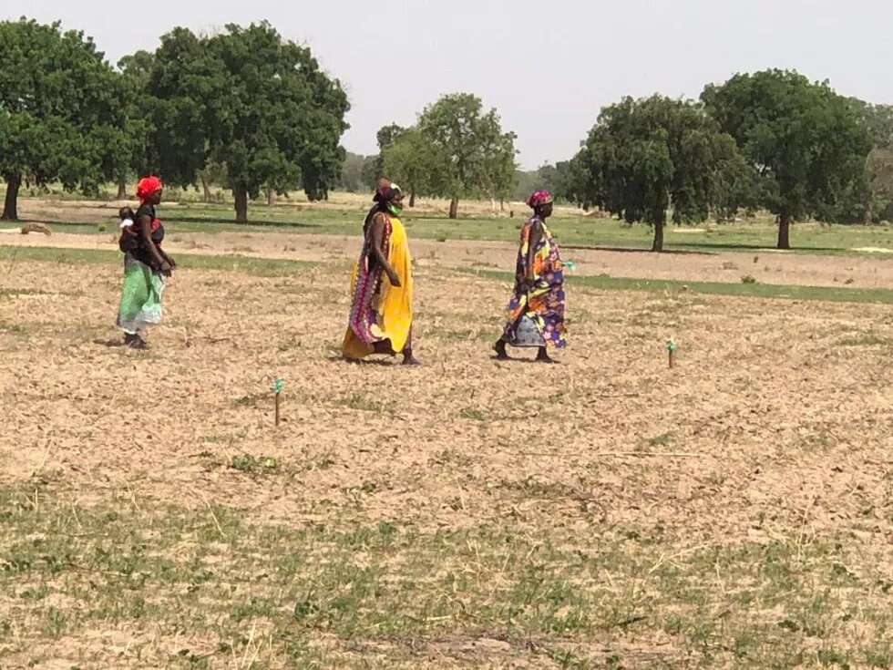 Femmes sénégalaises en milieu rural